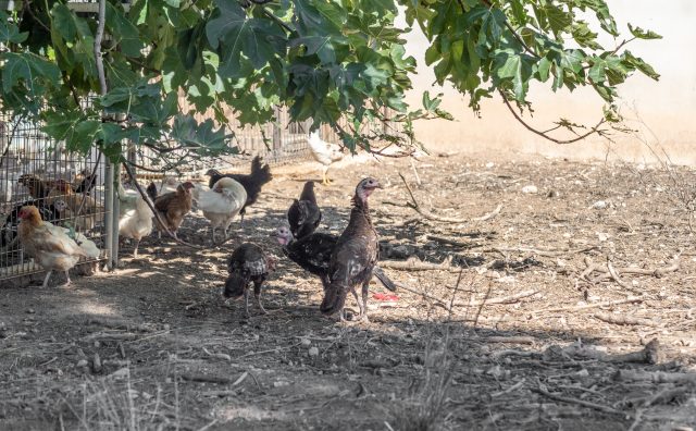 A.- Cercado Gallinas 1