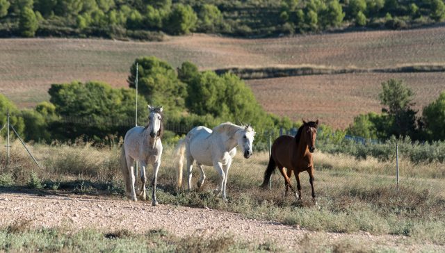 C.- Cercado Caballos 1